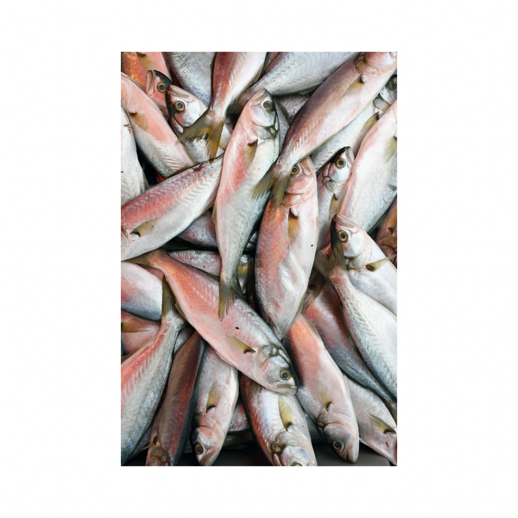 pile of fish