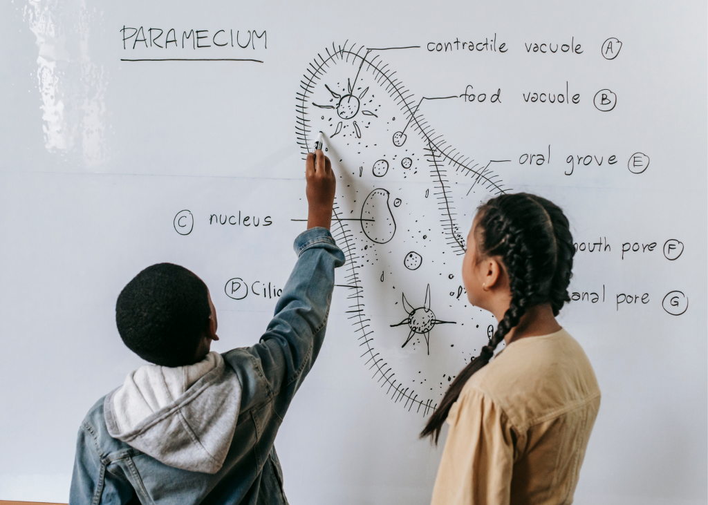 Two children writing the scientific components of a bacteria cell on a white board