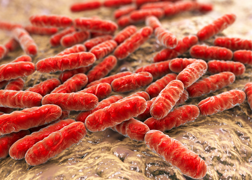 Close up of scientifically researched lactobacillus bacteria