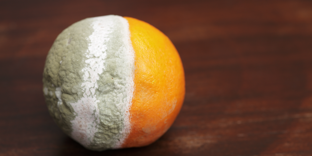 Moldy orange sitting on brown table