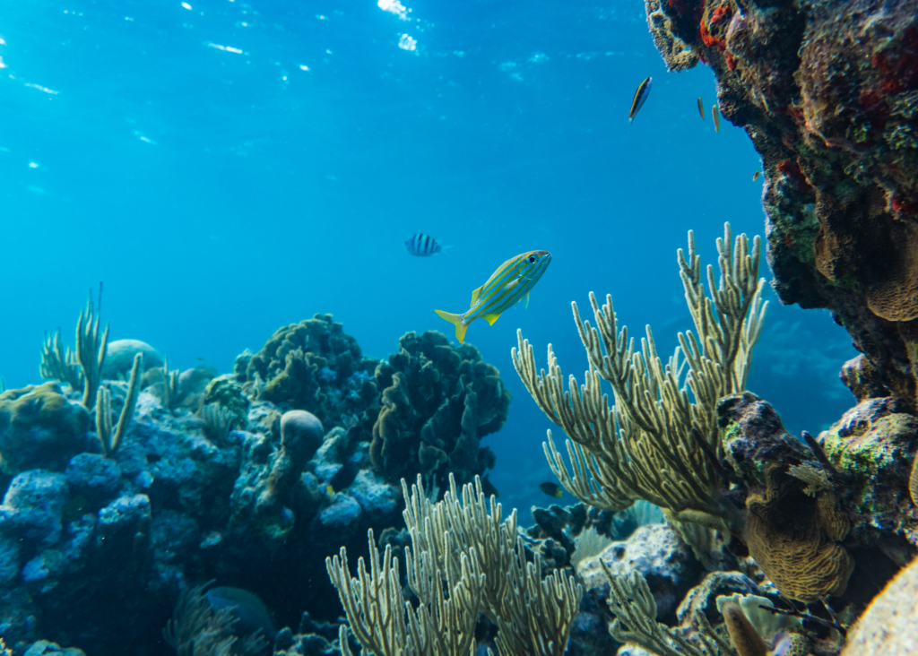under the ocean view of coral, rocks and fish swimming