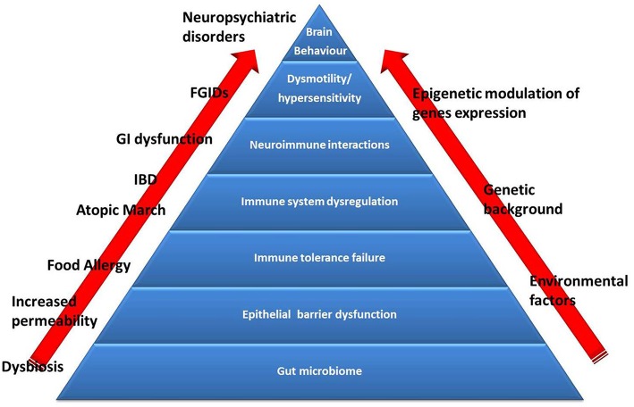Graph pyramid showing the different body interactions with the immune system. Outside red arrows pointing to various problems and factors surrounding food allergies.