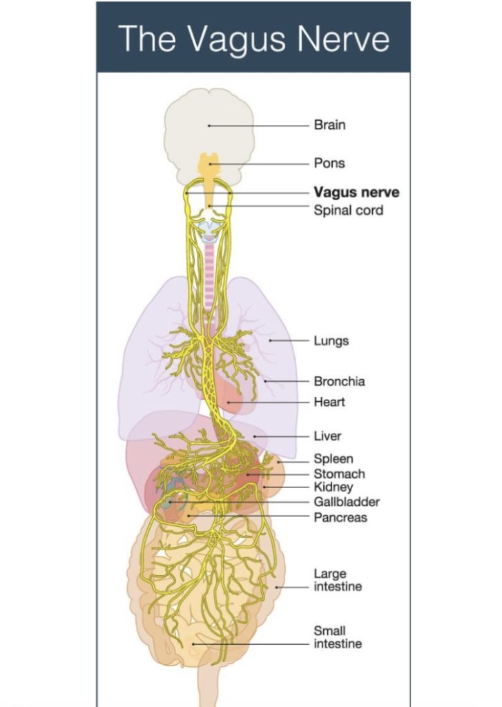 Animation of vagus nerve from brain stem to intestines.